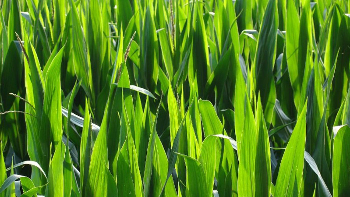 绿色玉米植株图片