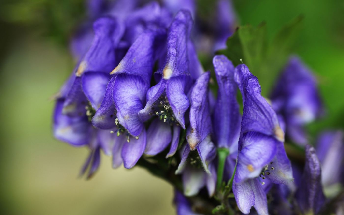 紫色的花朵图片