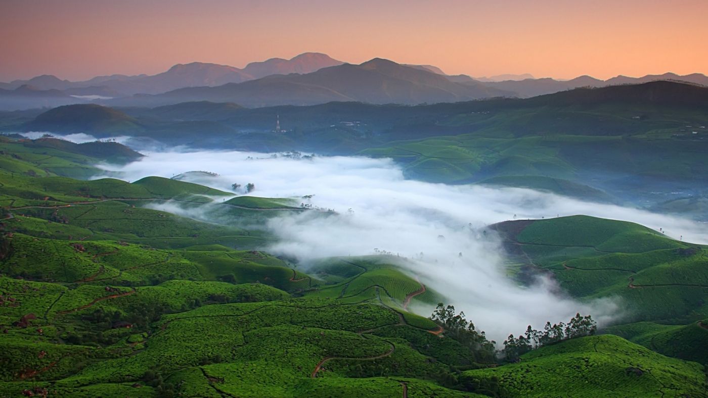 茶田雾美景图片