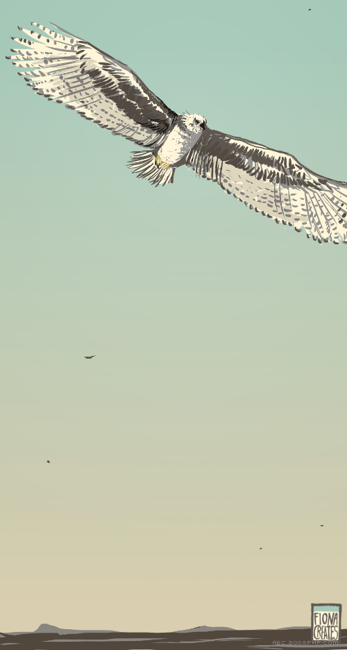 2013鸟类家禽插画集合---酷图编号8