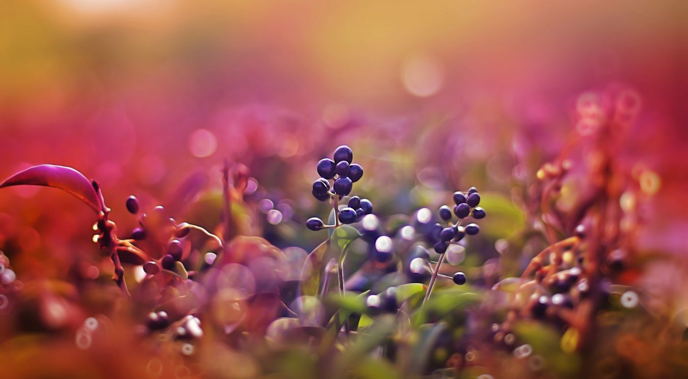 背景虚幻中的黑色小水果图片