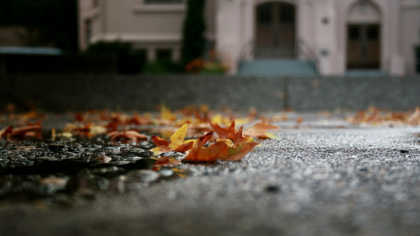 地面上秋叶图片