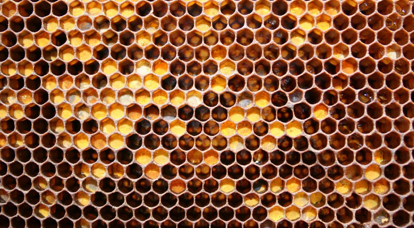 在黑色背景上以素描风格设置的蜜蜂和蜂巢。自然向量复古插图设计元素集。手绘。插画图片素材_ID:409188911-Veer图库