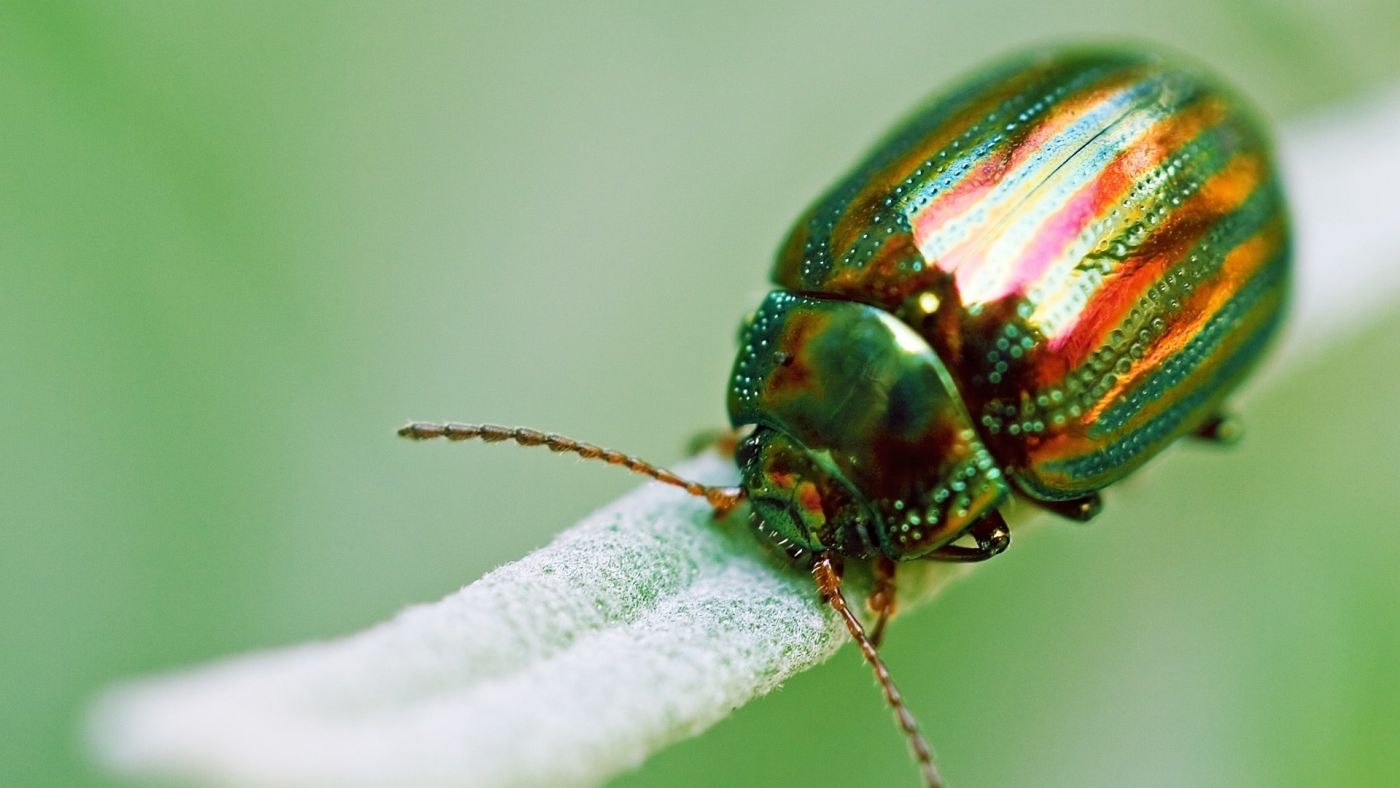 宏观摄影中的黑甲虫 · 免费素材图片