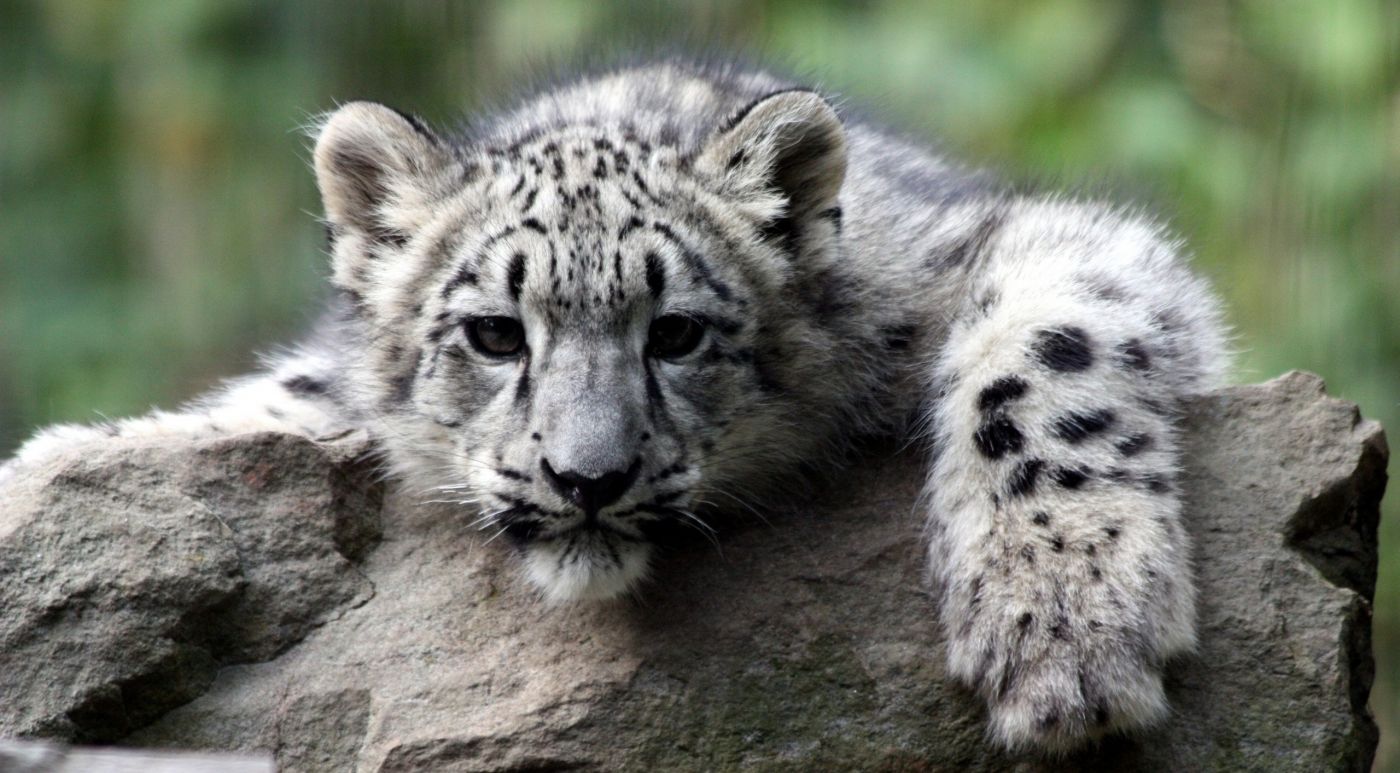Cheetah Mom Cubs HD Desktop壁纸：宽屏：高清晰度：全屏
