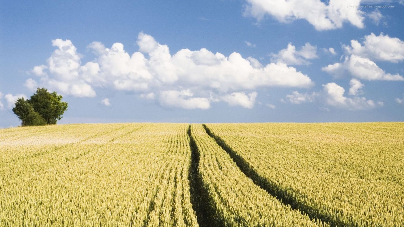 奇妙的麦田领域图片