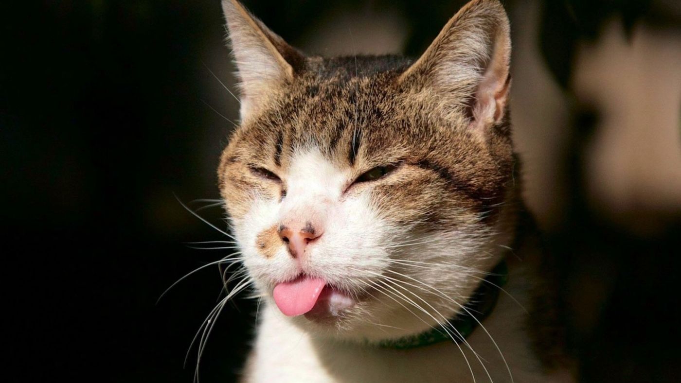 猫咪吐舌头表情包表情包图片gif动图 - 求表情网,斗图从此不求人!