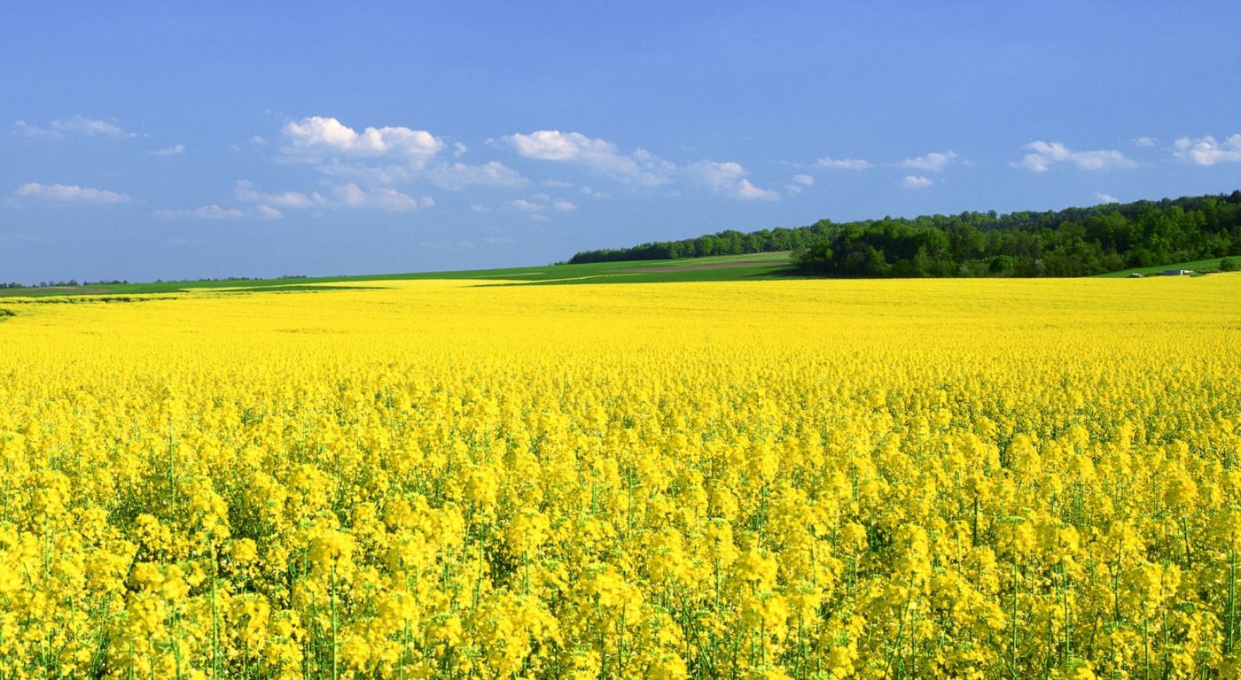 金黄的芥菜花场图片