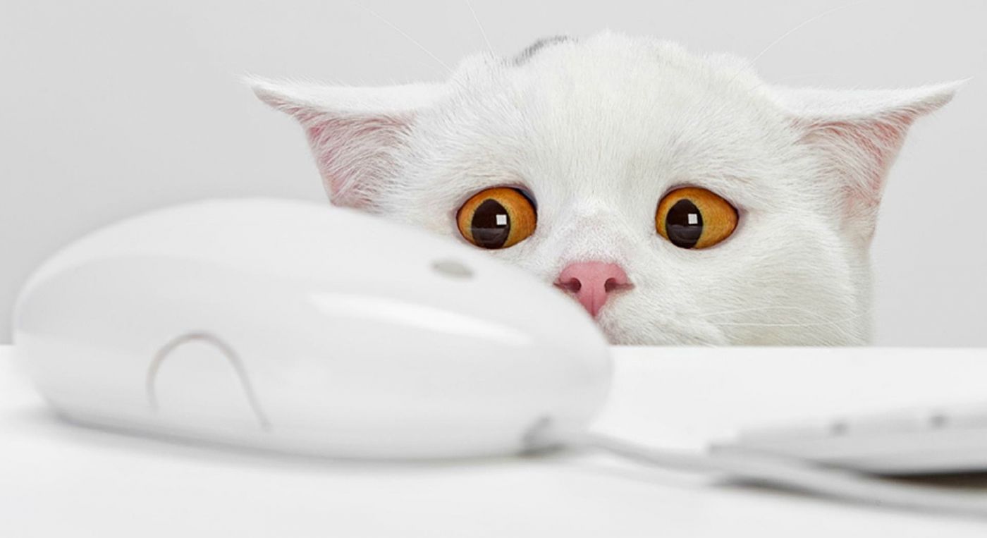 可爱的白色小猫咪图片