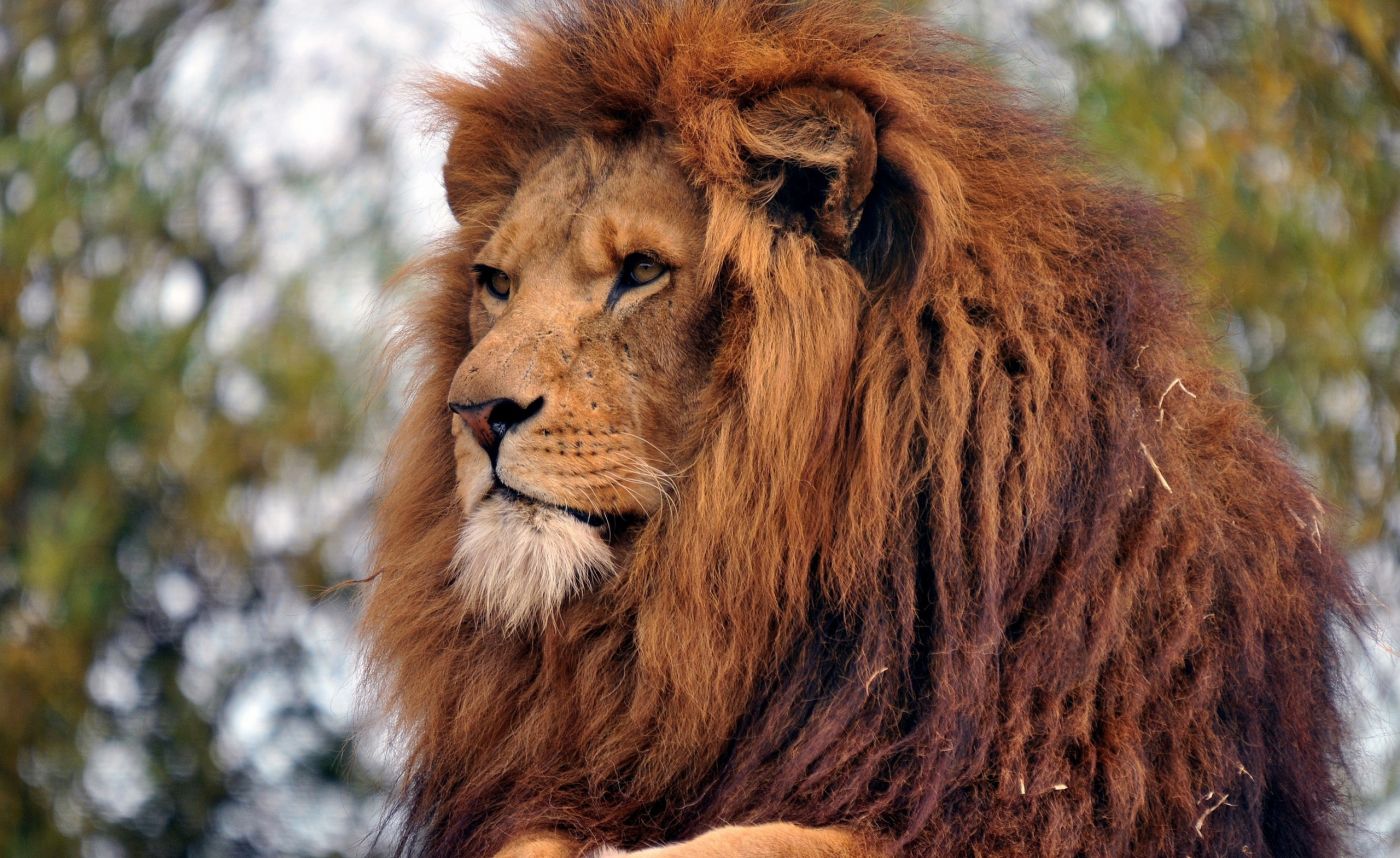 大气威猛的雄狮子壁纸图片