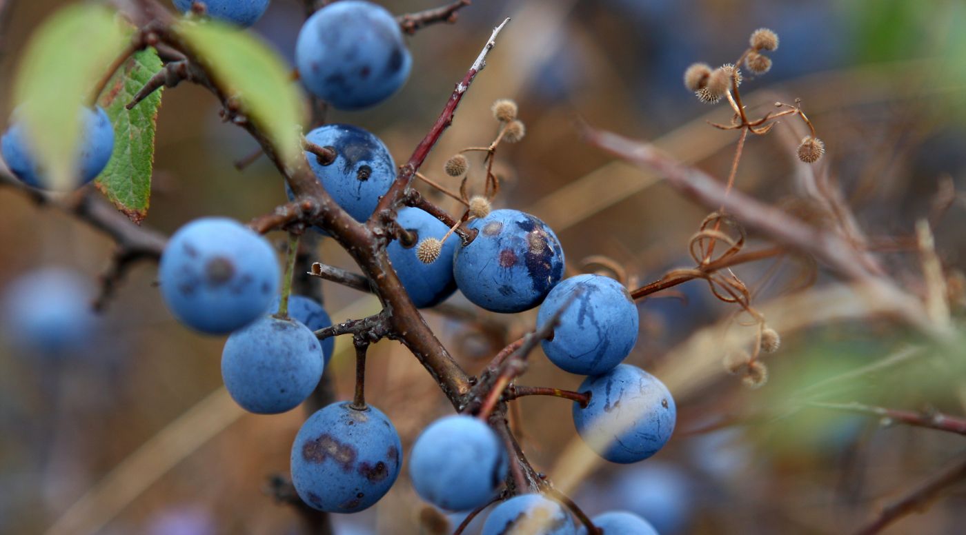 蓝浆果壁纸图片