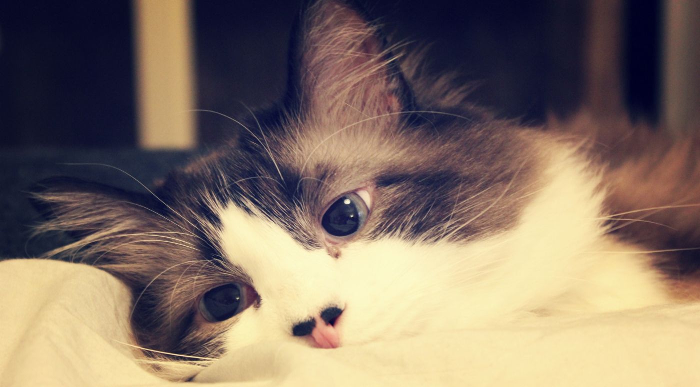 漂亮的花猫咪壁纸图片