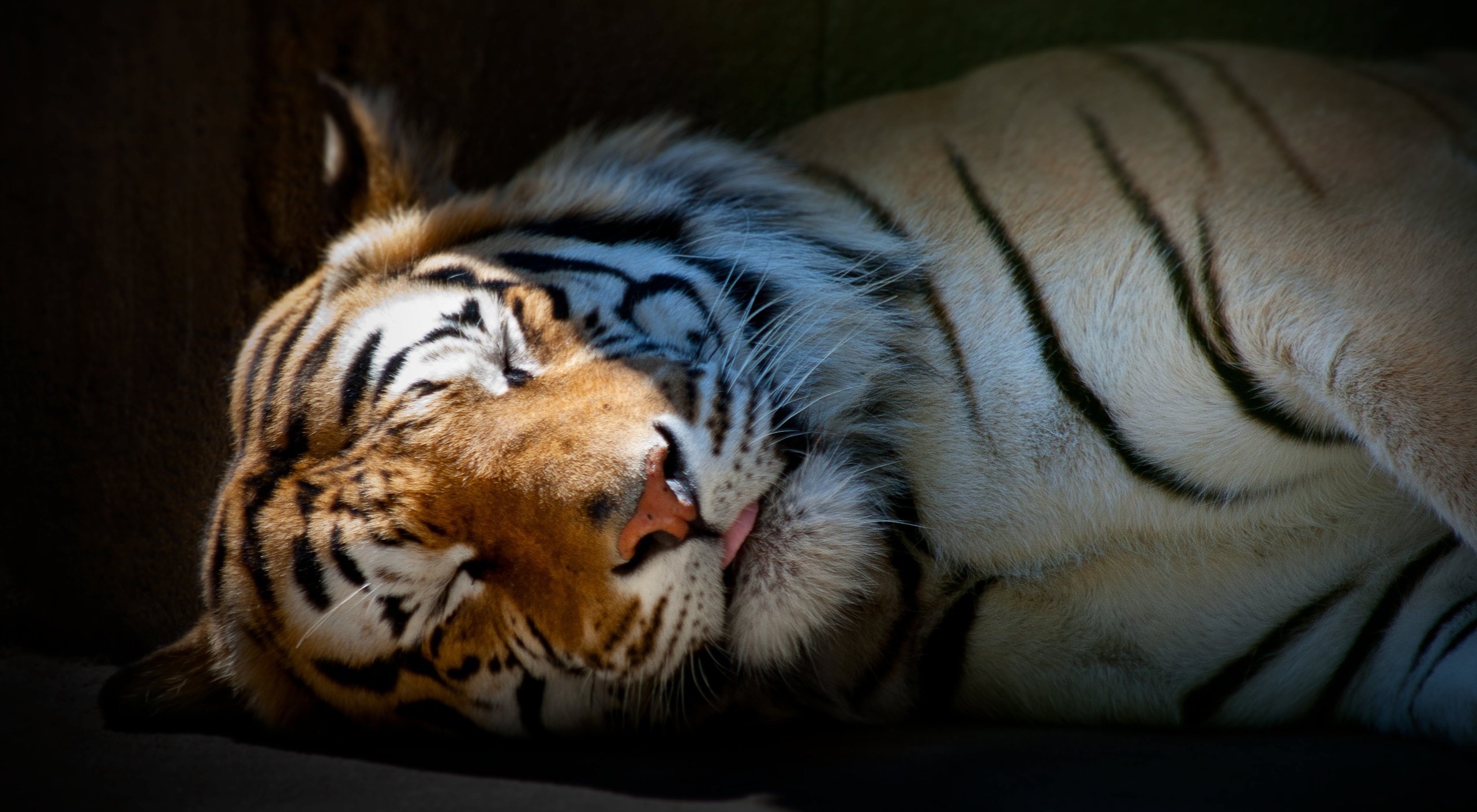 卧着的老虎图片