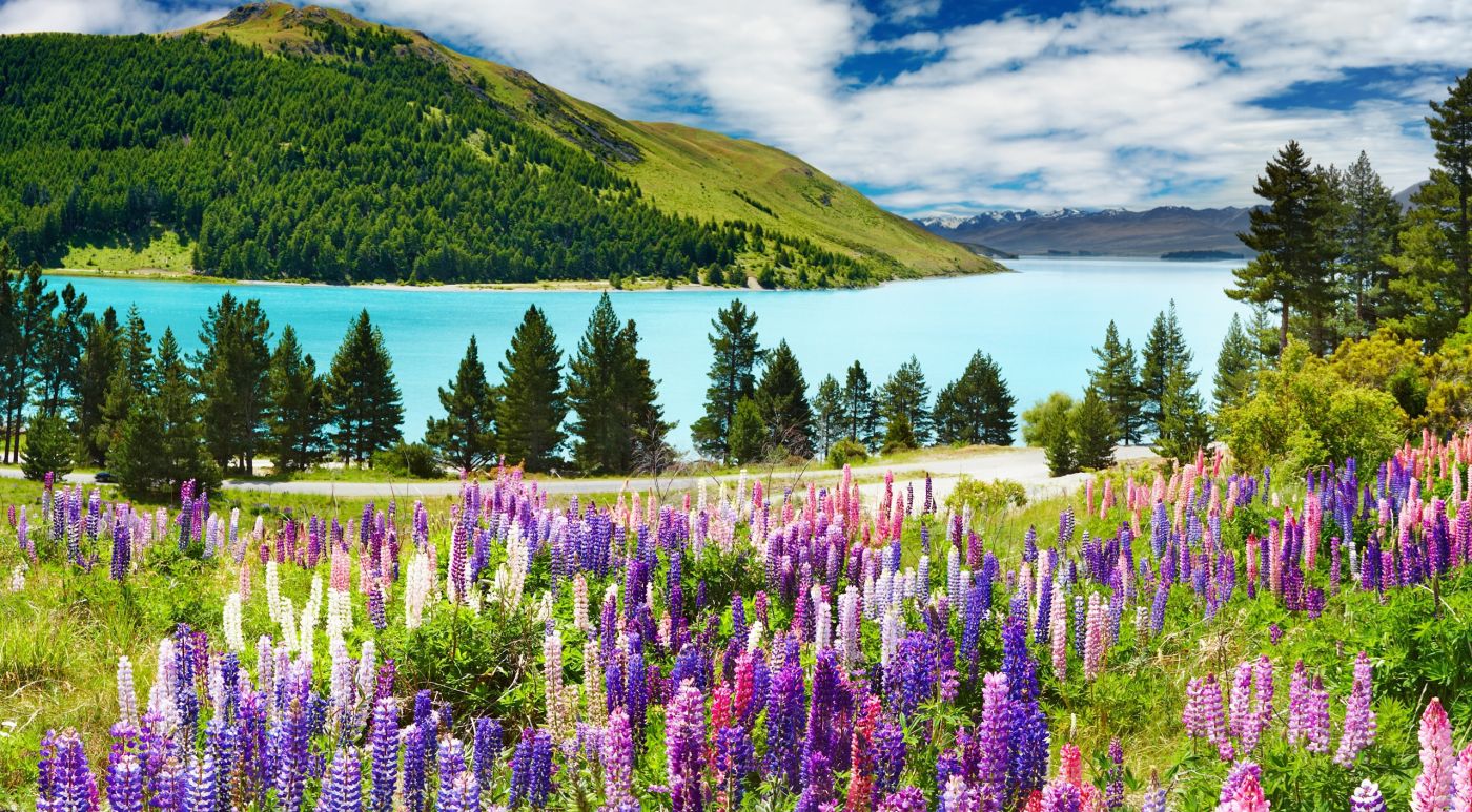 湖边的薰衣草山图片