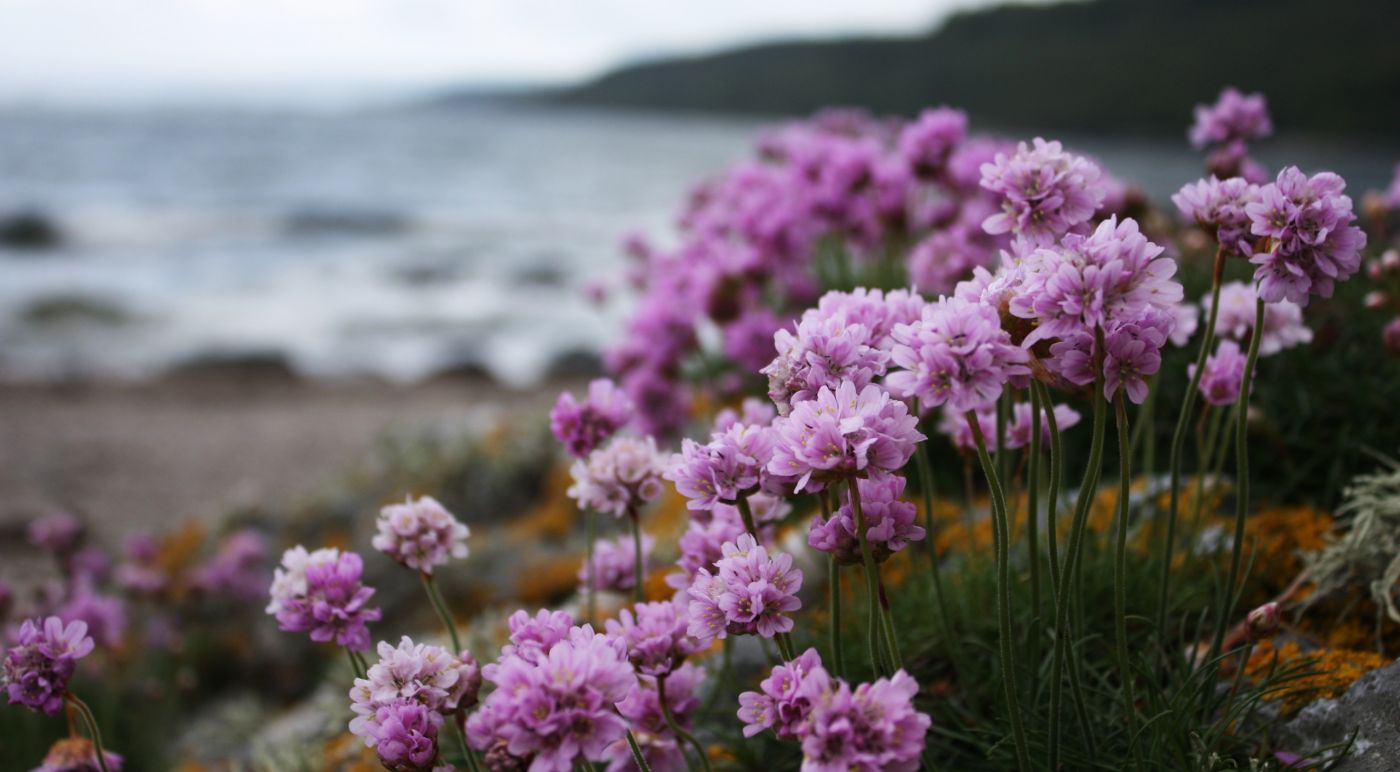 有关在海边的花, 水, 海邊的免费素材图片