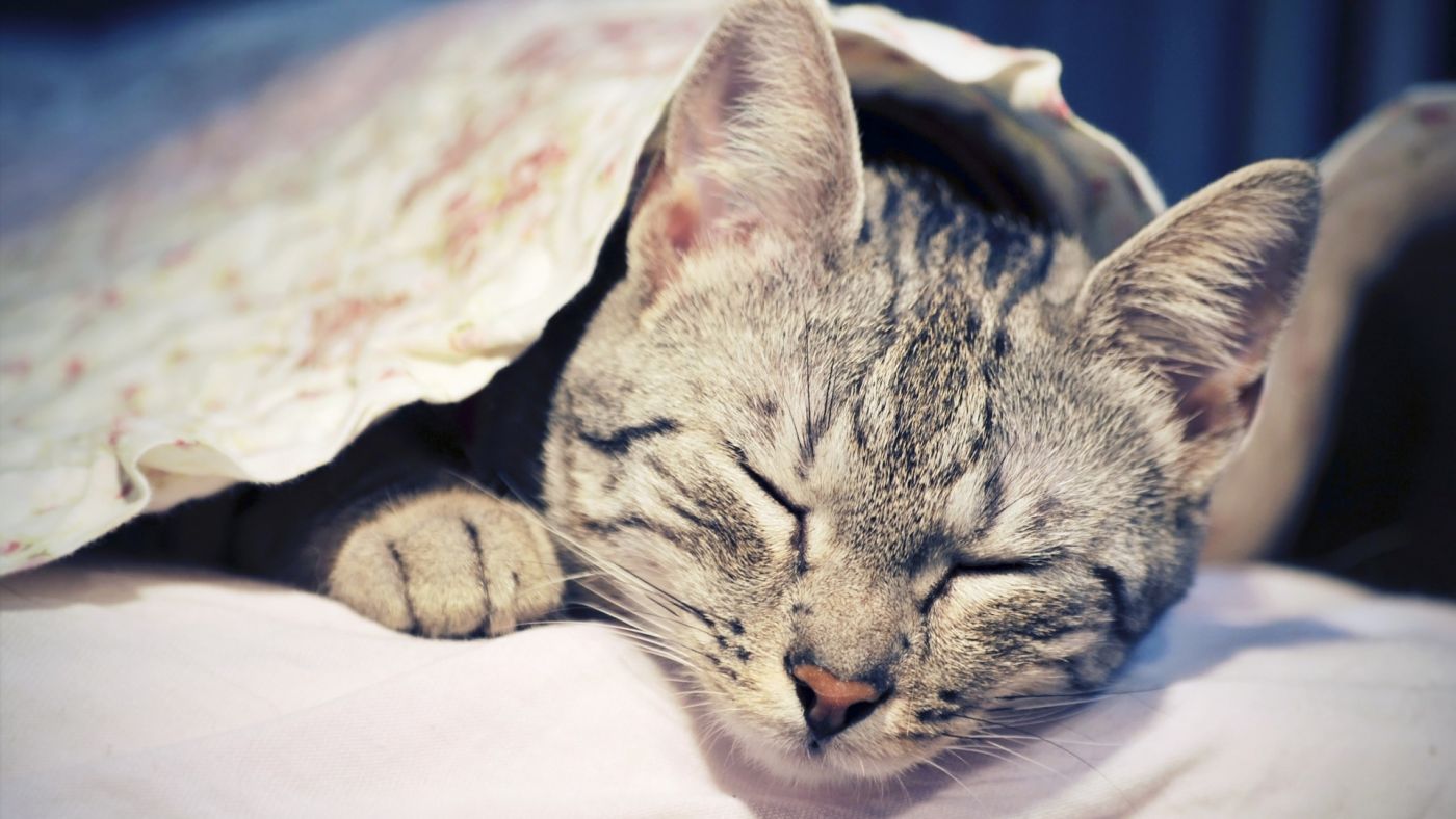 猫 困 累 - Pixabay上的免费照片 - Pixabay