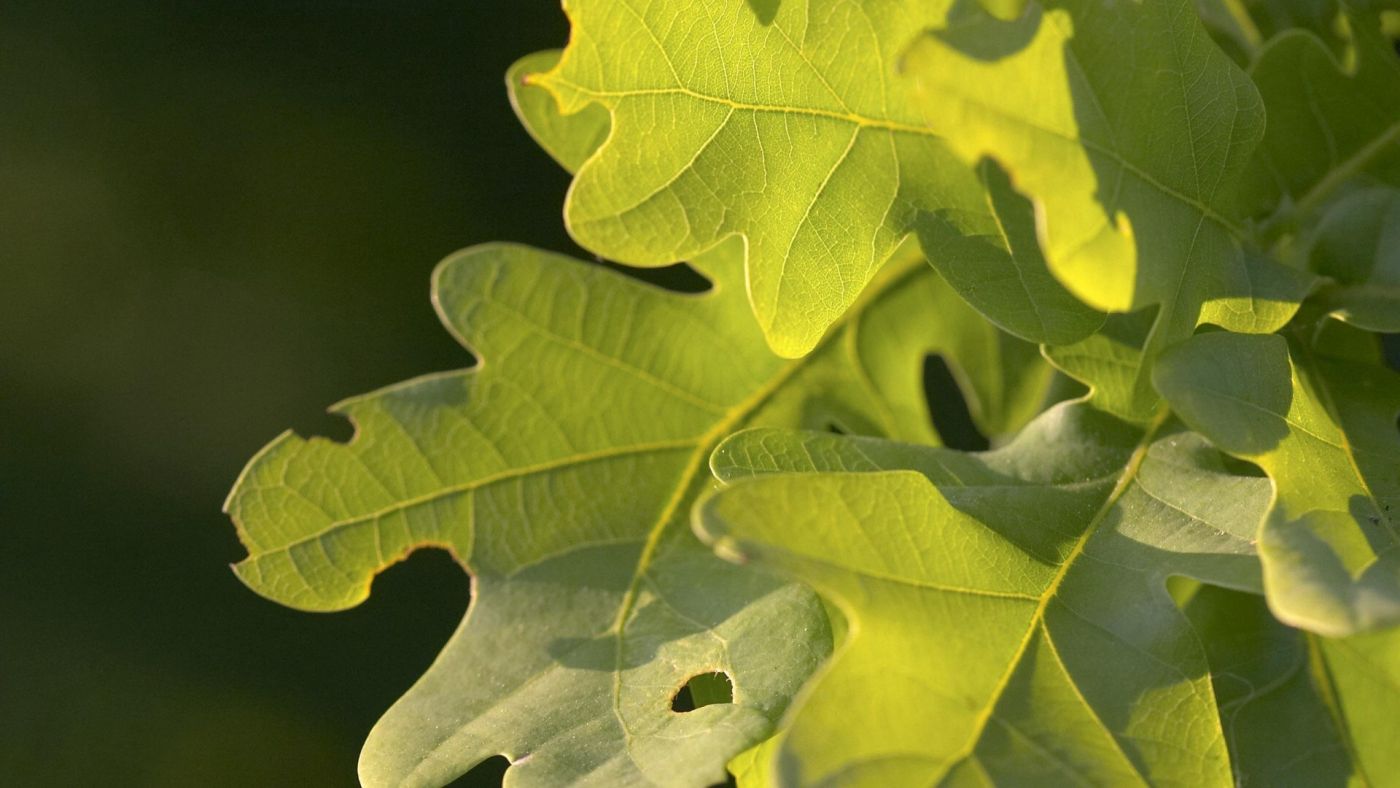 新鲜的春天鲜叶图片