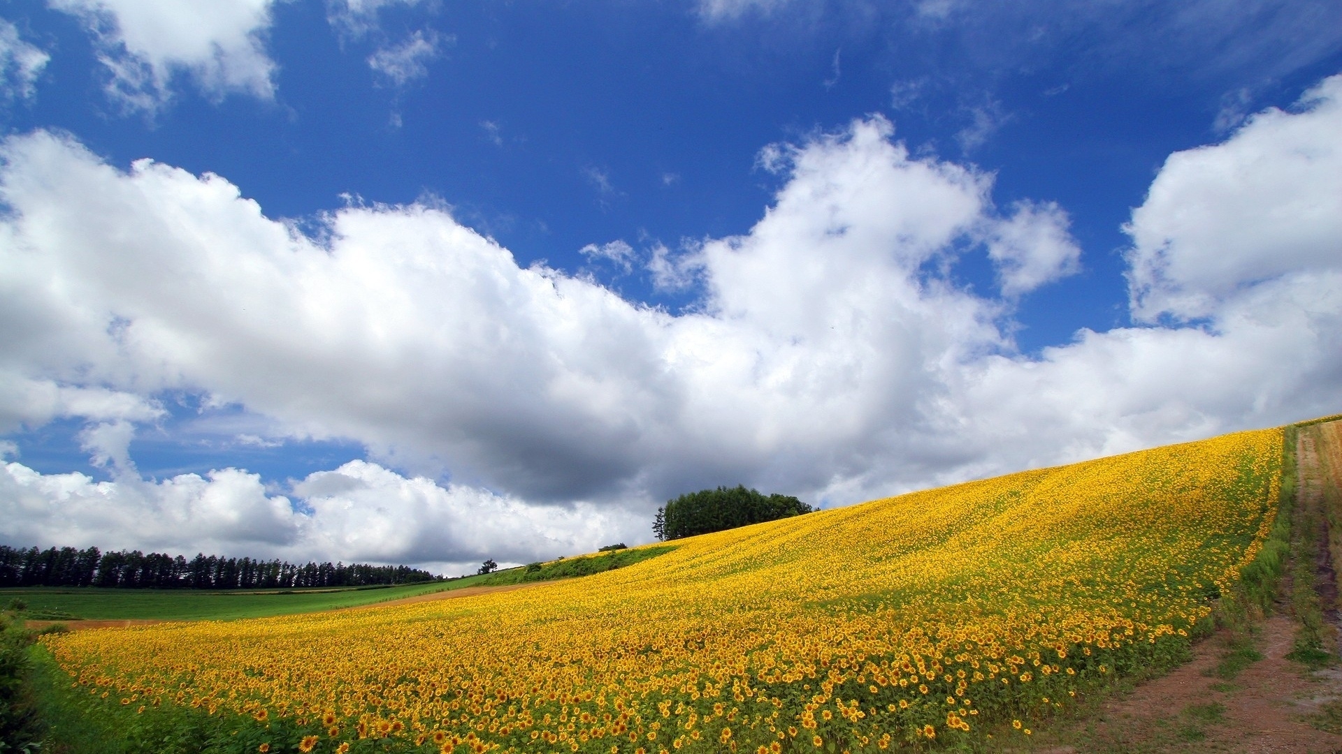 日本北海道花场基地壁纸 欧莱凯设计网