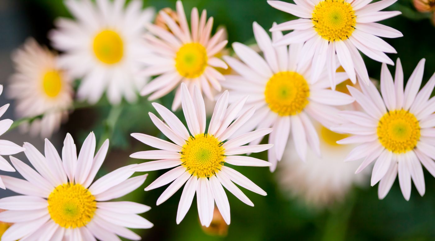 黄白小花瓣壁纸图片