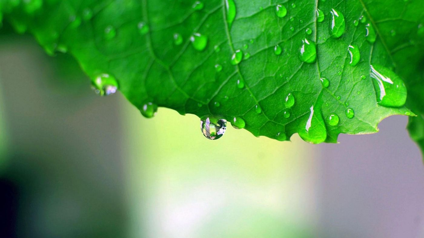 绿叶水珠壁纸图片
