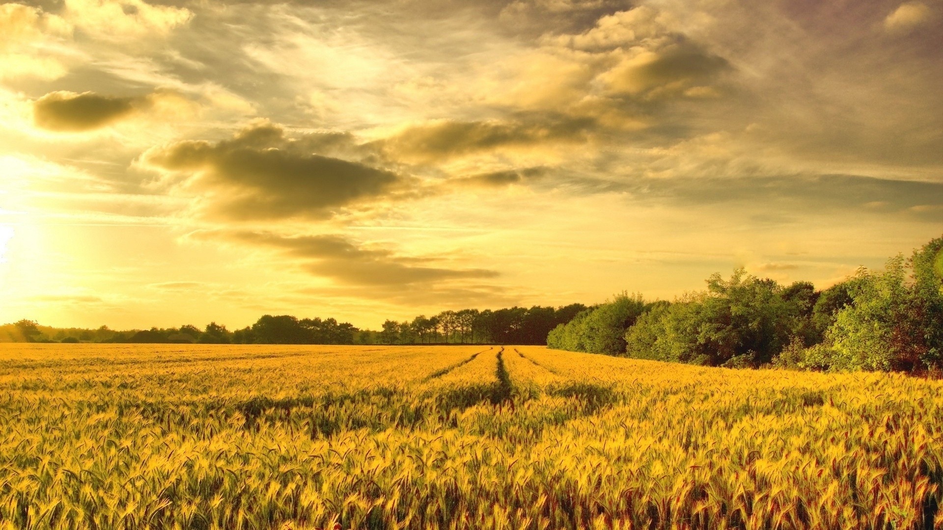 唯美夕阳下的绿色麦田风景壁纸 1P-风景图片-古装美图网