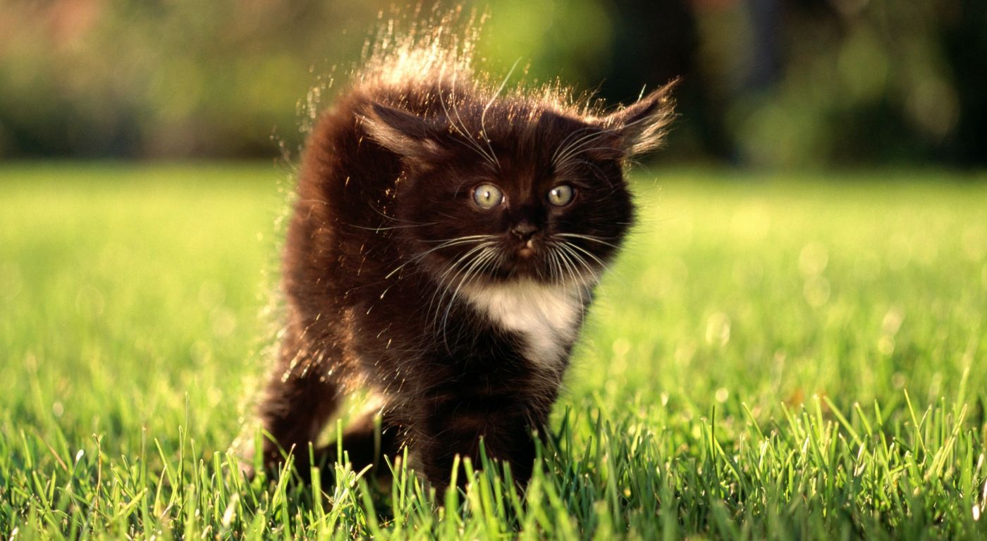 绿草丛中的斑驳猫高清摄影大图-千库网