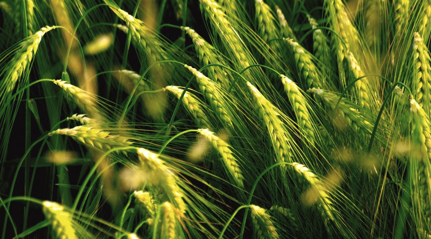 绿色麦田壁纸图片