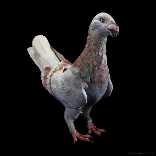 Fancy鸽子幻想曲---酷图编号7