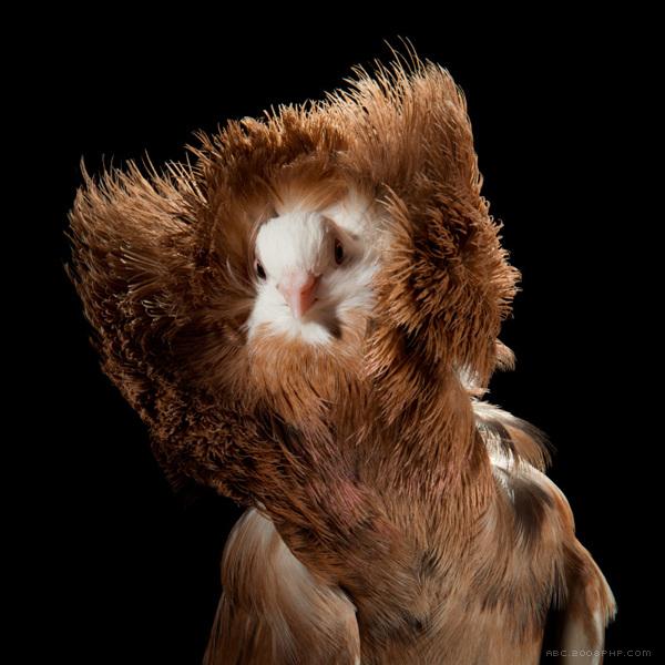 Fancy鸽子幻想曲---酷图编号4