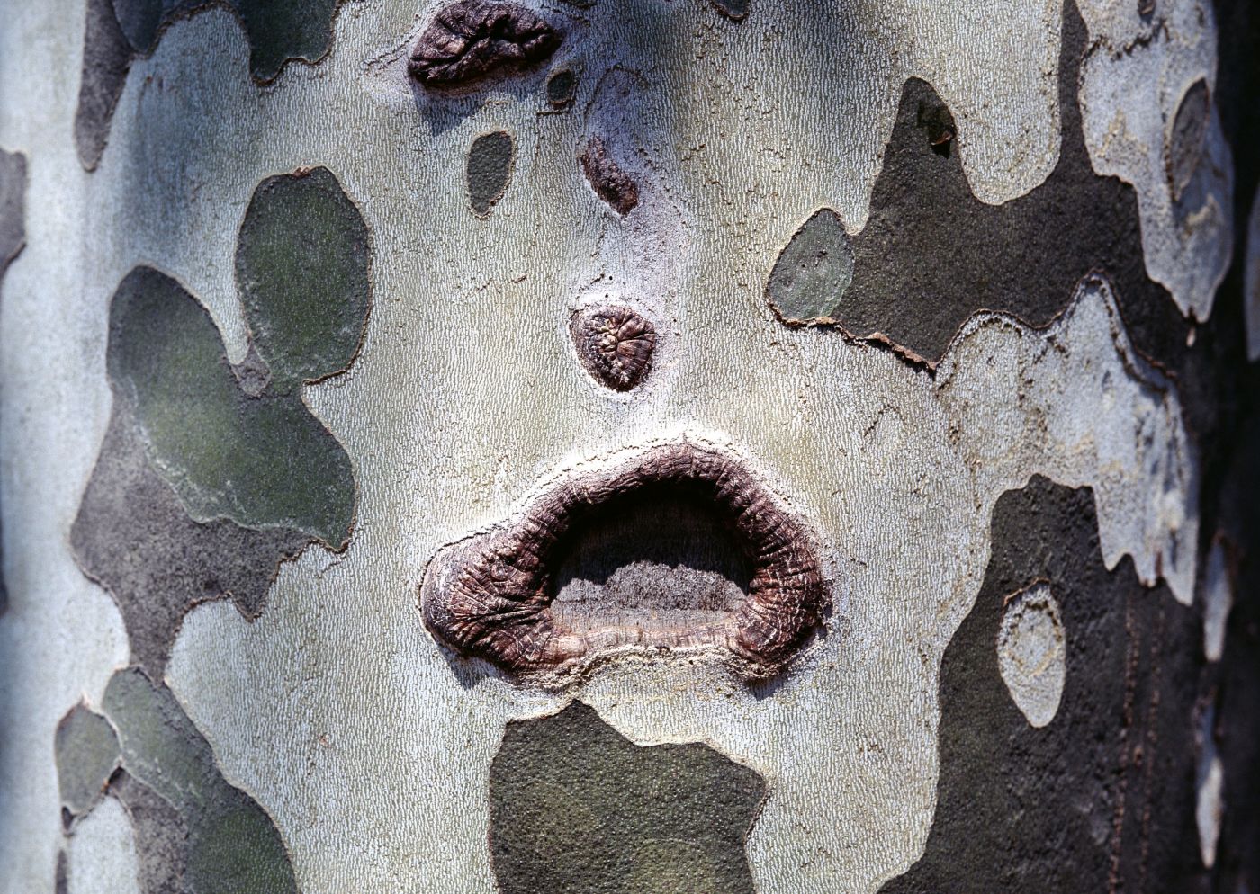 高清晰疙瘩老树皮壁纸图片