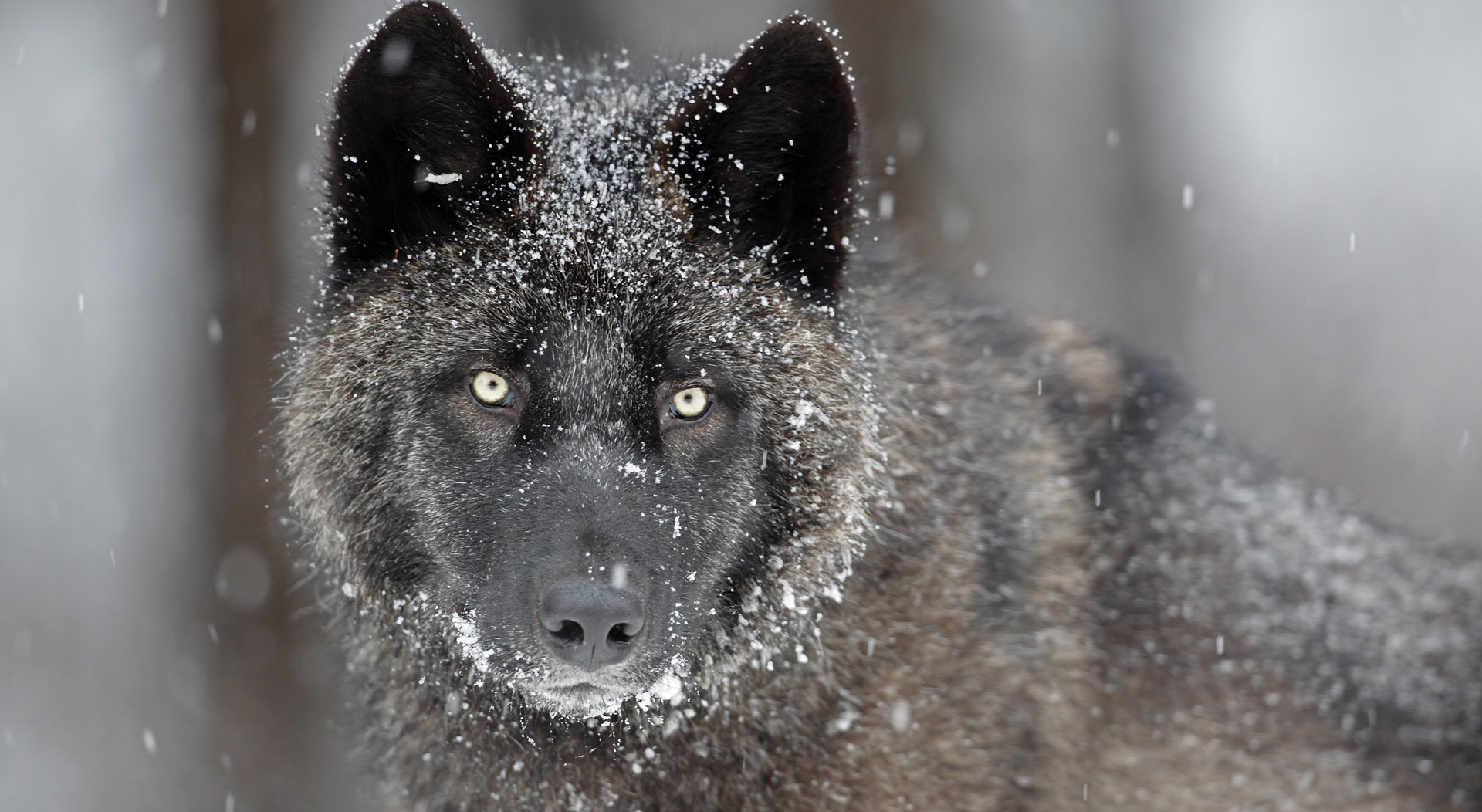 黑色背景的黑狼肖像 库存照片. 图片 包括有 题头, 自然, 表面, 食肉动物, 狼疮, 猎人, 图画 - 202381132