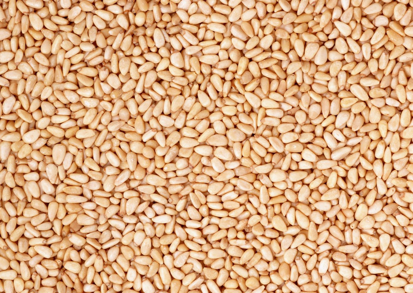 葵花籽果仁类食材写真图片