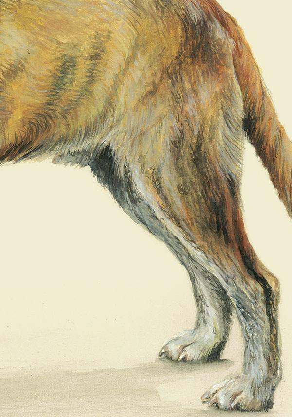 RazasÚnicas独特品种宠物狗插画与雕塑---酷图编号35