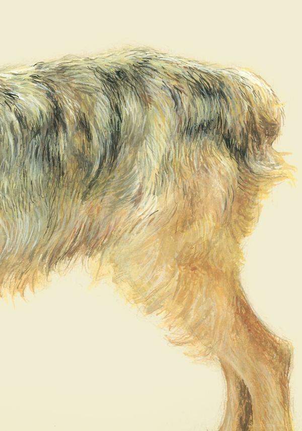 RazasÚnicas独特品种宠物狗插画与雕塑---酷图编号32