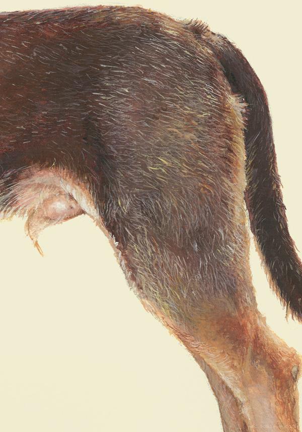 RazasÚnicas独特品种宠物狗插画与雕塑---酷图编号31