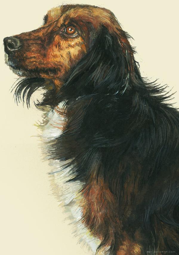 RazasÚnicas独特品种宠物狗插画与雕塑---酷图编号26