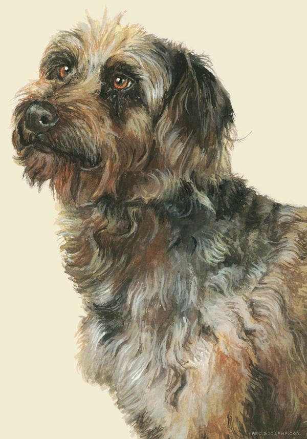 RazasÚnicas独特品种宠物狗插画与雕塑---酷图编号25