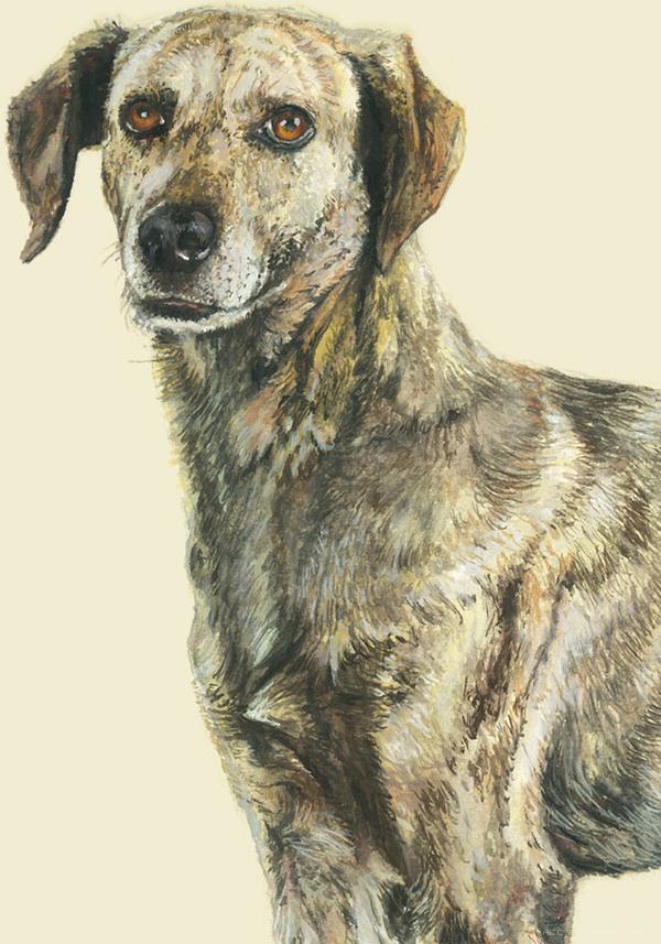 RazasÚnicas独特品种宠物狗插画与雕塑---酷图编号24