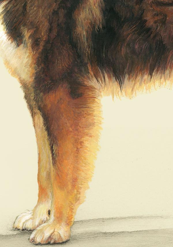 RazasÚnicas独特品种宠物狗插画与雕塑---酷图编号23