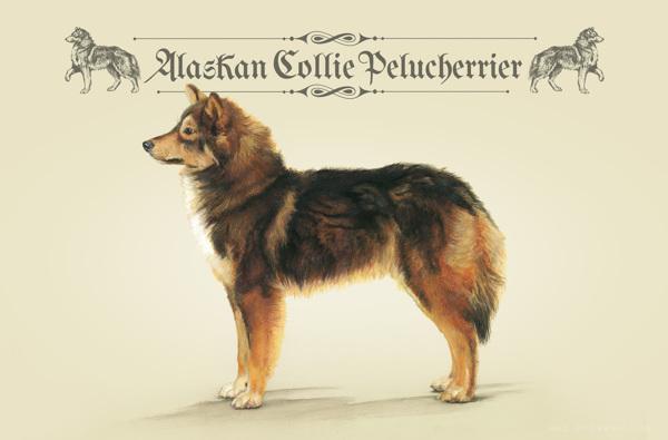 RazasÚnicas独特品种宠物狗插画与雕塑---酷图编号12