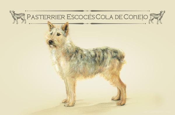 RazasÚnicas独特品种宠物狗插画与雕塑---酷图编号2