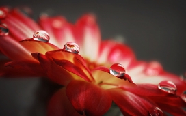 花瓣上的亮晶晶水滴
