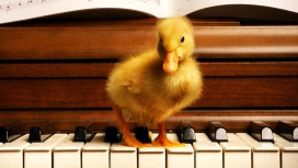 婴儿鸭宝宝弹钢琴