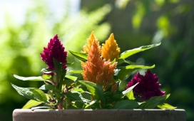 高清晰盆景花壁纸