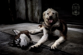 宠物狗狗的面具外套-马来西亚吉隆坡JamieToh设计师作品-香港爱护动物协会“服装”