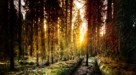 优胜森林自然美地-森林重地