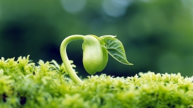 高清晰脆嫩绿芽植物壁纸