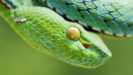 高清晰绿色蝰蛇壁纸