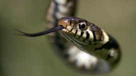 吐蛇信的无毒蛇