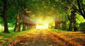 秋天的林间公路路径